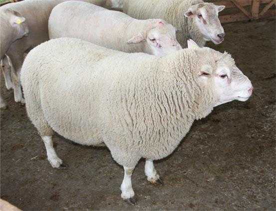 Куйбышевская порода овец: описание с фото и отзывами владельцев