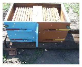 Метод цебро в пчеловодстве: видео, календарь пчеловождения