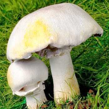 Эксидия сжатая (exidia recisa): как выглядят грибы, где и как растут, съедобны или нет