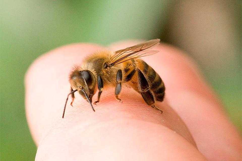 Укусы пчел — первая помощь и лечение