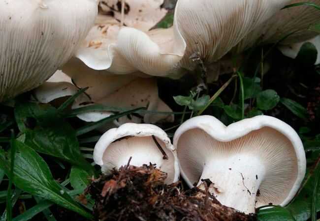 Глава 5 экологические особенности и урожайность наиболее распространенных съедобных грибов. справочник грибника