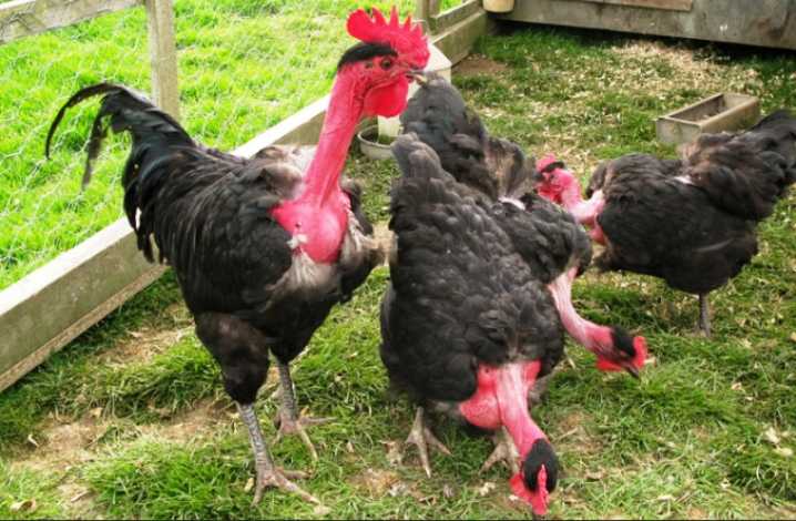 Голошейная порода кур (испанка): описание, выращивание, фото