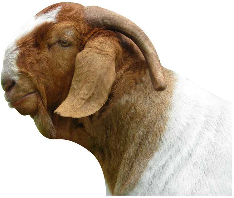 Породы коз мясного направления