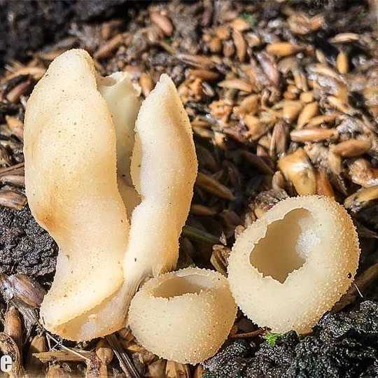 Перечный гриб. описание, где растет, похожие виды, фото