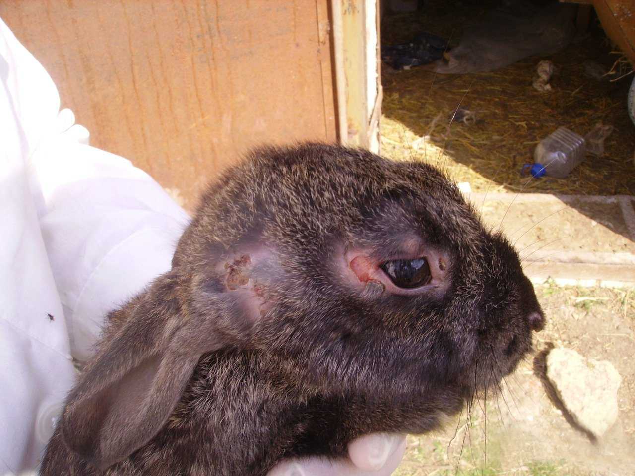 Как лечить миксоматоз у кроликов: описание заболевания, лечение в домашних условиях народными средствами