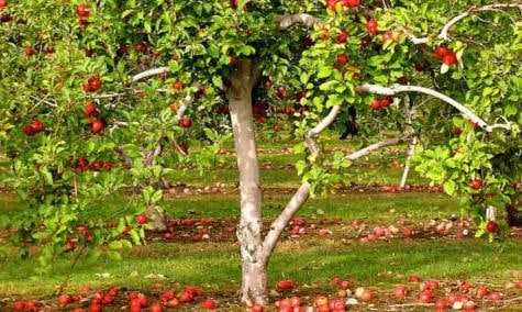 Описание и характеристики, преимущества и недостатки яблони краса свердловска, правила выращивания