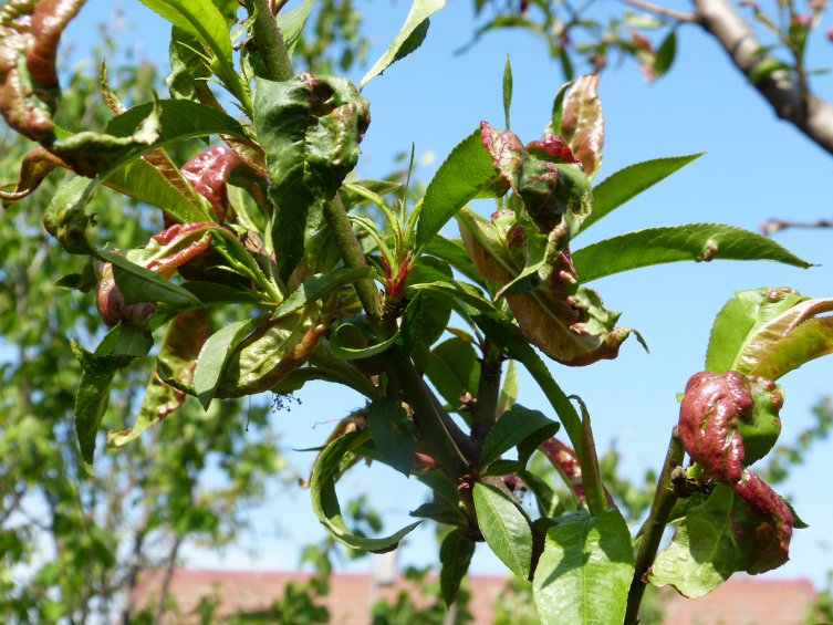 Курчавость листьев персика: лечение и обработка, видео и фото