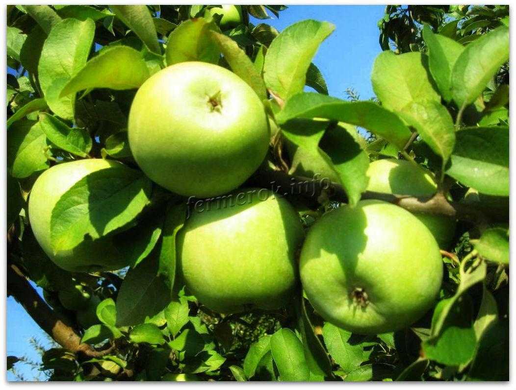 Яблоки семеренко, описание сорта, выращивание яблони