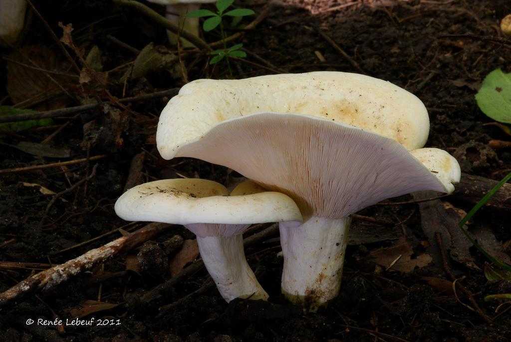 Млечник (род грибов) — википедия