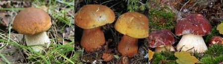 Пересоленные грузди: что делать, как спасти грибы
