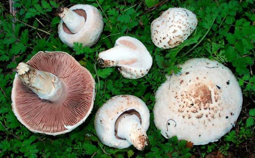 Шампиньоны – съедобные грибы: фото, описание видов