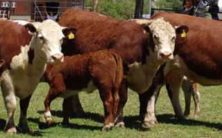 Герефордская порода коров: характеристики и фото породы