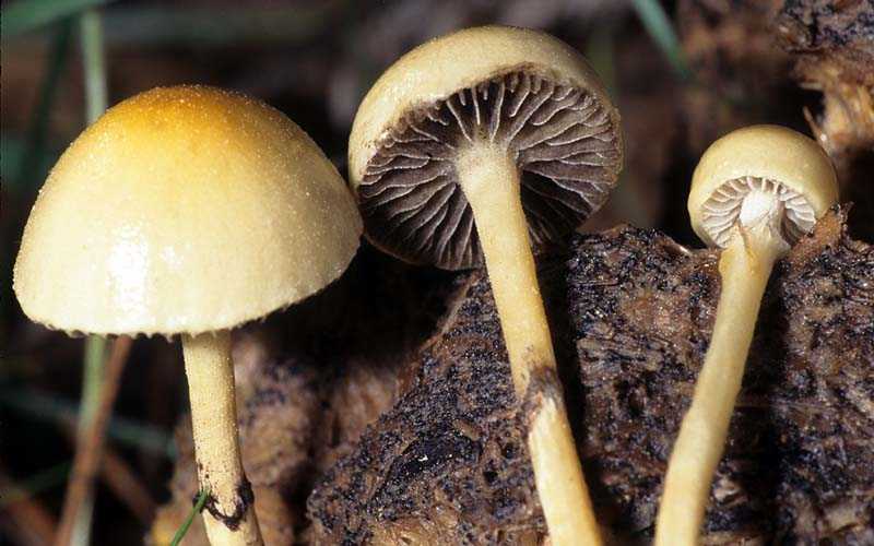 Гигроцибе жёлто-зелёная: полное описание вида. Места и способ произрастания редкого гриба. Данные о съедобности плодового тела.