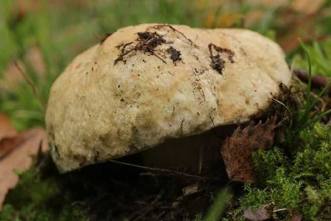 Сатанинский гриб: фото, описание, отличие от дубовика