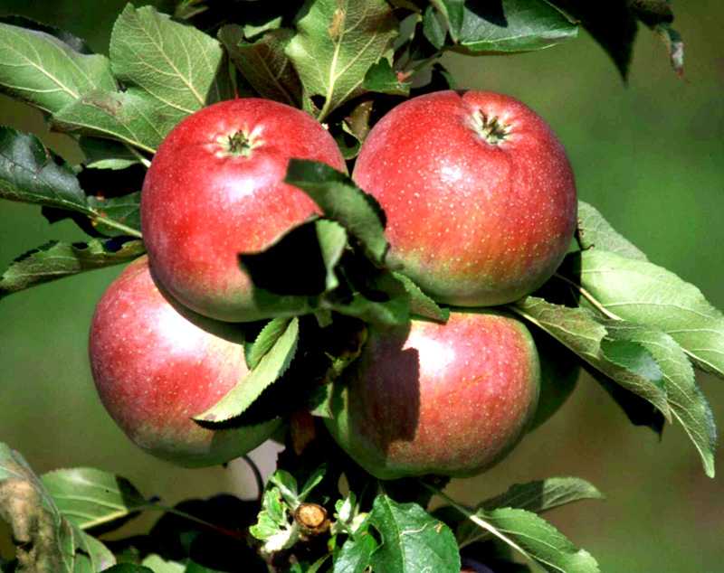 Колоновидные яблони — описание разновидностей