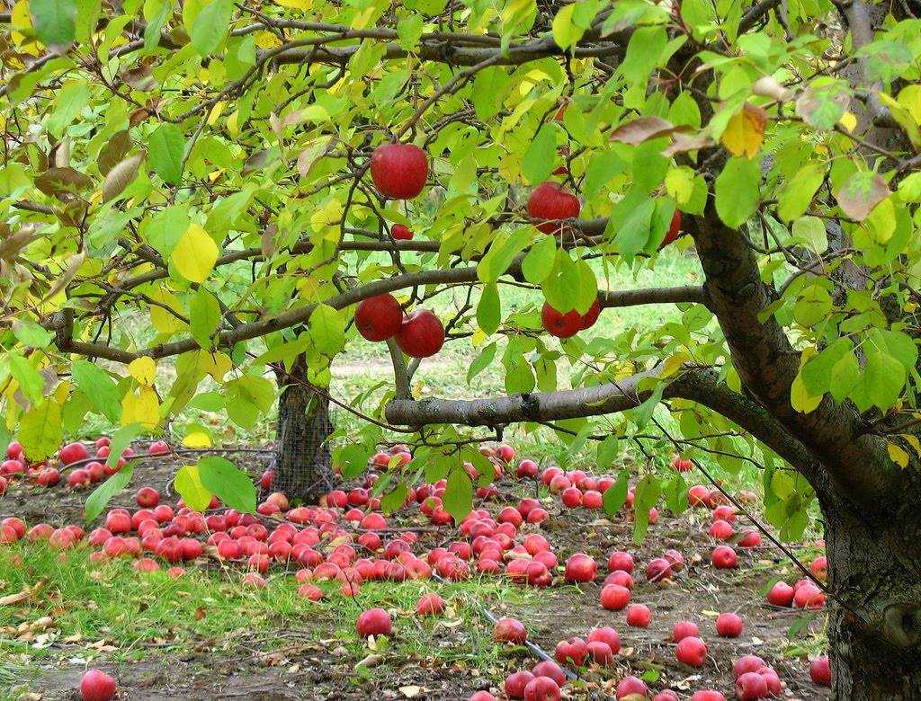 Осенняя подкормка деревьев: какие удобрения вносить под садовые фруктовые и хвойные деревья, а также кустарники, чтобы был хороший урожай, сроки