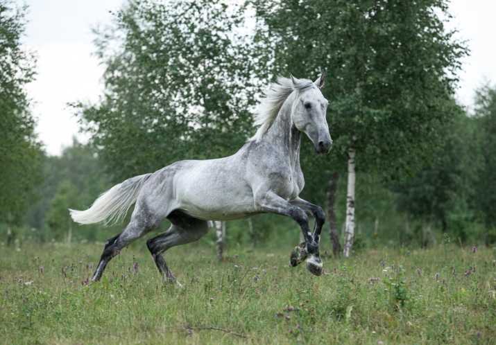 Об орловском рысаке: особенности коней орловской рысистой породы