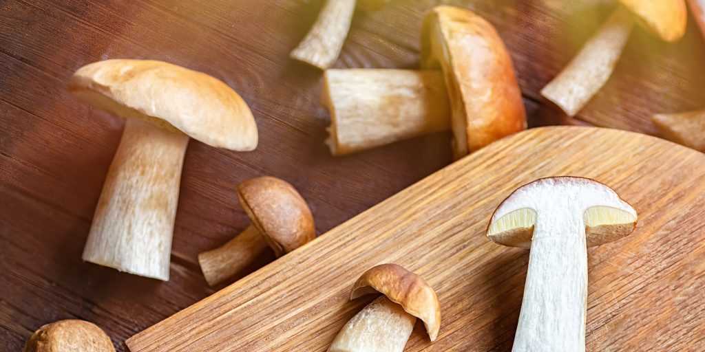 Как готовить белые грибы? белый гриб – рецепты приготовления