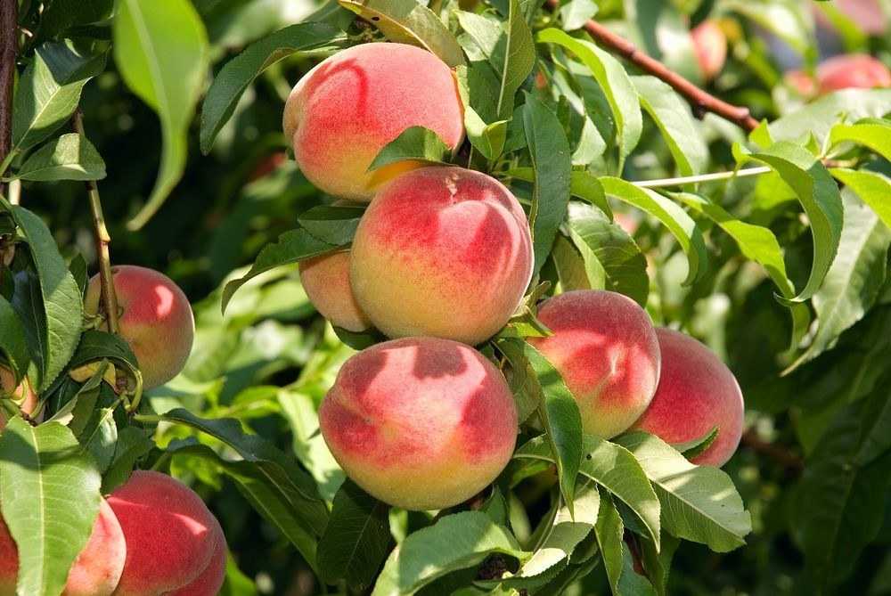 Достоинства и недостатки сорта персиков гринсборо, отзывы и фото: это необходимо знать