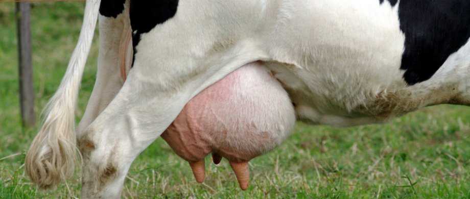 Подвижные шарики в соске коровы (удаляем молочный камень!) - мои коровы