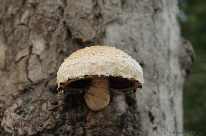 Полезные свойства грибов для человека: исследования | food and health