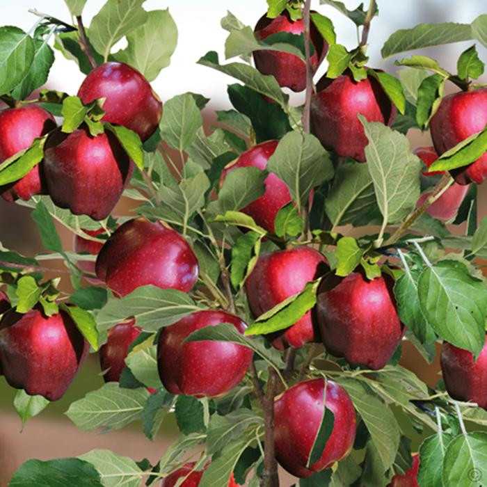 Яблоня ред делишес – выращивание и полезные свойства