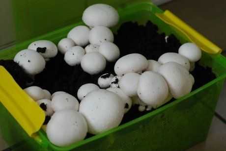 Пошаговая инструкция для начинающих: как выращивать грибы шампиньоны в домашних условиях