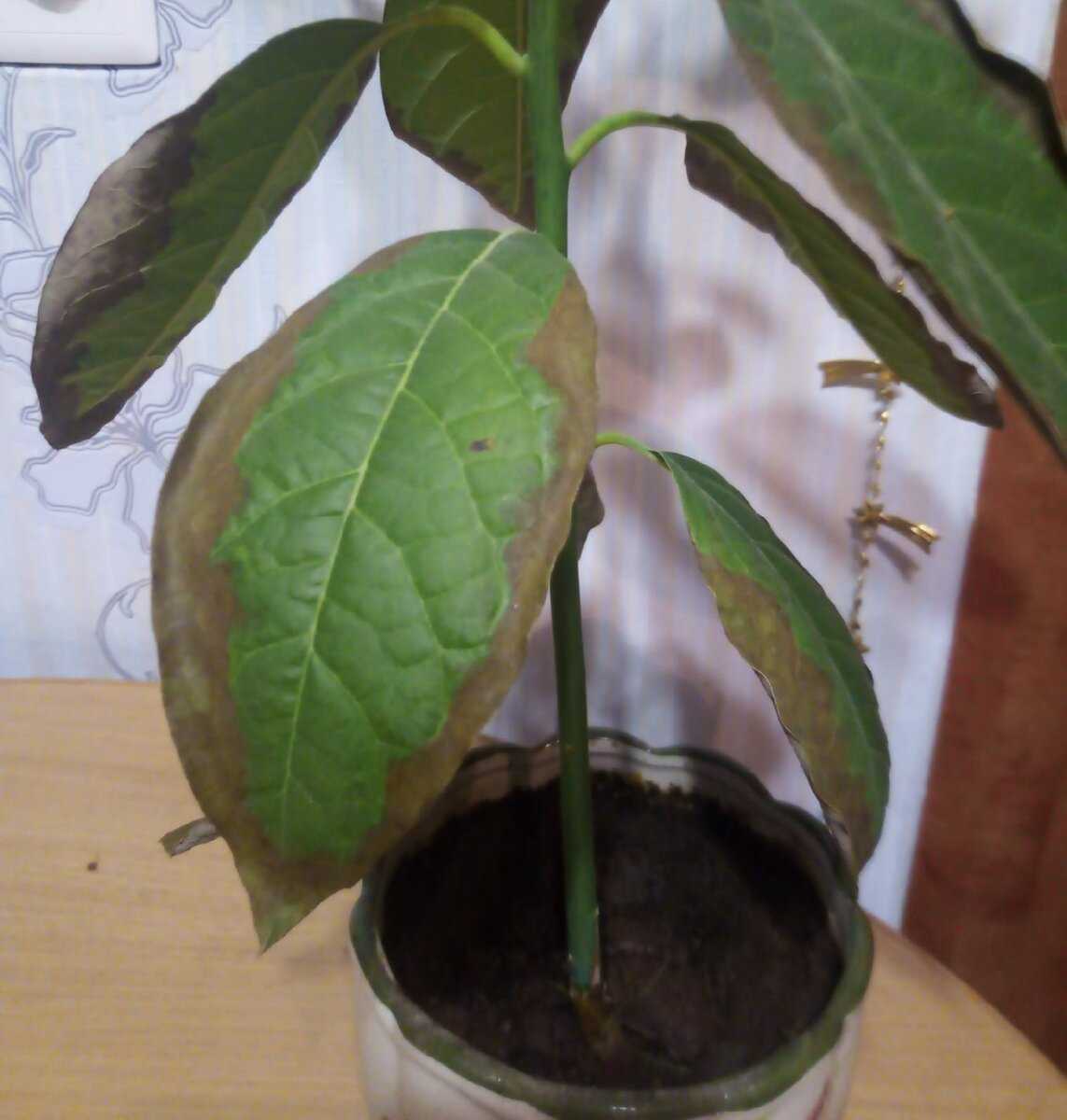 Почему у авокадо чернеют и сохнут листья?