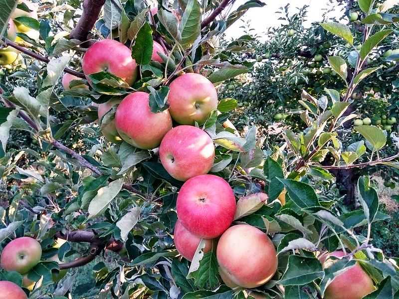 Вкусные яблоки сорта айдаред, фото