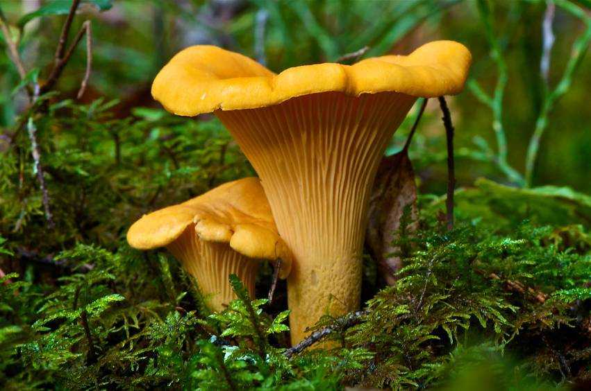 Где растут грибы лисички: как отличить ложные лисички от съедобных + фото