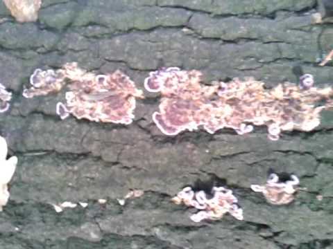 Трихаптум двоякий (trichaptum biforme): как выглядит, где и как растет, съедобный или нет