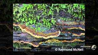 Феллинус ржаво-бурый: где растет, как выглядит, можно ли есть, описание и фото