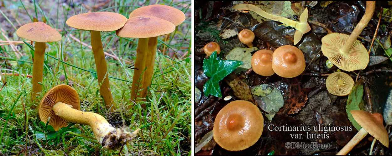 Паутинник слизистый (cortinarius mucosus) –  грибы сибири