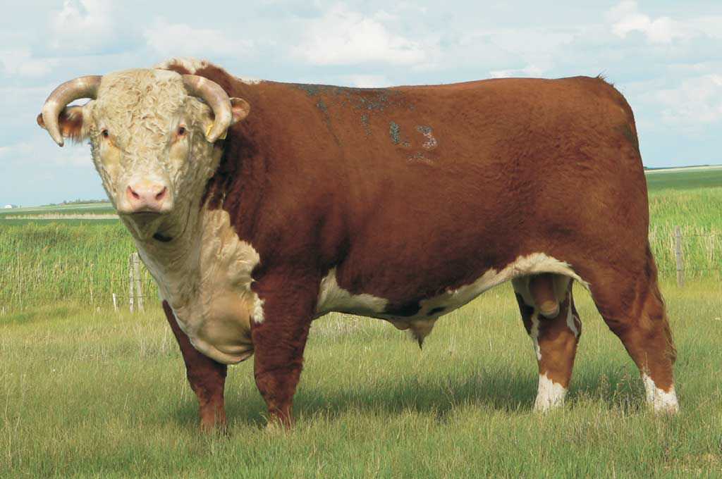 Герефорд: характеристика герефордской породы коров и бычков