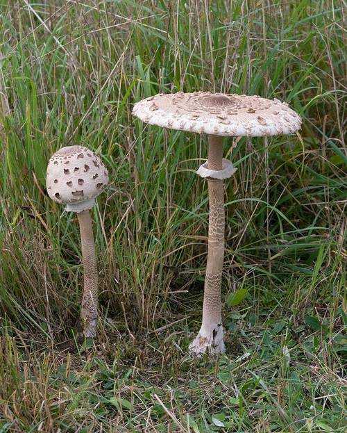Зонтик пестрый — что за гриб и где собирать?