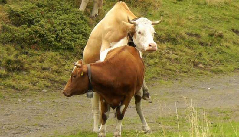 Бык осеменитель, спаривание коров, случка коров (фото и видео)