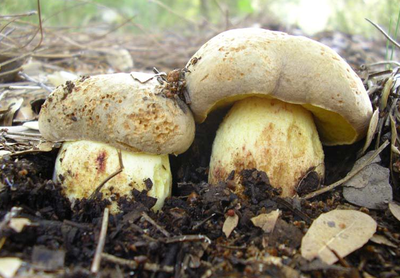 Строфария сине-зеленая или тройшлинг ярь медянковый (stropharia aeruginosa): фото, описание, употребление и интересные факты о грибе