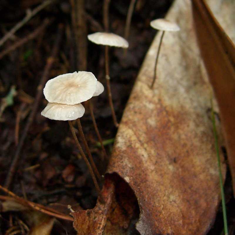 Луговые опята (marasmius oreades): фото, описание, как готовить грибы и как отличить их от ложных двойников