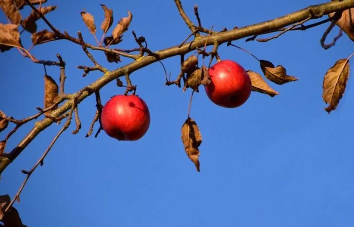 Подготовка яблони к зиме на урале – полное руководство