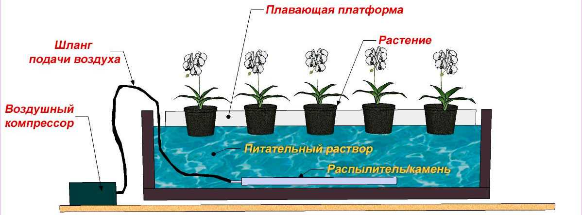 Что такое гидропоника и зачем она нужна. Чем вредна и полезна гидропоника, субстраты и вода, применяемые для гидропоники, особенности выращивания помидоров на гидропонике.