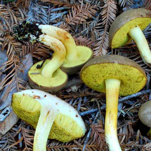 Моховик желто-бурый (масленок желто-бурый): описание, польза и вред гриба