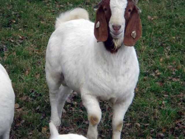 Нубийские козы (49 фото): описание козлят англо-нубийской породы. сколько они дают молока? отзывы владельцев