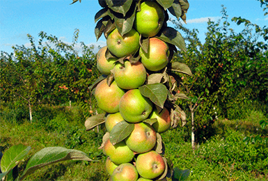 Яблоня медок: описание и характеристика колоновидного сорта, посадка и уход