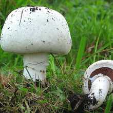 Каштановый гриб