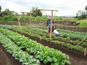 Посадка по митлайдеру: схема выращивания овощей