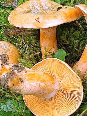 Где растут грибы рыжики, как они выглядят