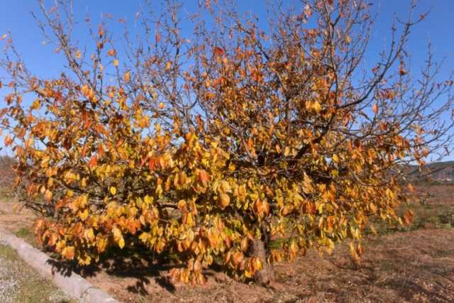 Удобрения для вишни осенью, обработка и подготовка к зиме