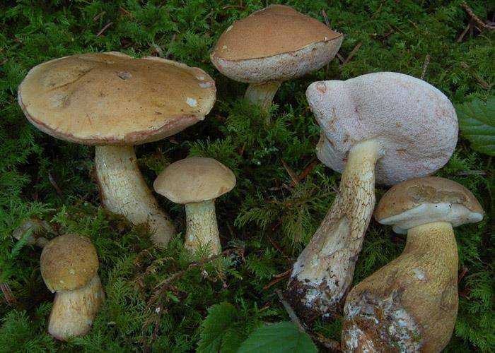 Белый гриб (боровик): 7 видов, двойники и фото, выращивание