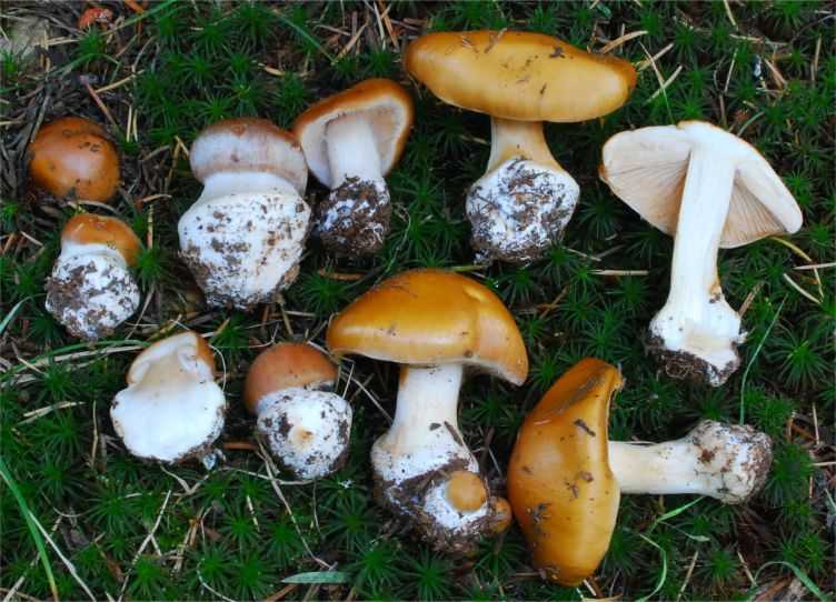 Названия и описание съедобных грибов крыма (+19 фото)