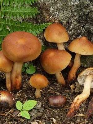 Ложные опята: описание, чем отличаются от настоящих съедобных грибов, как выглядят